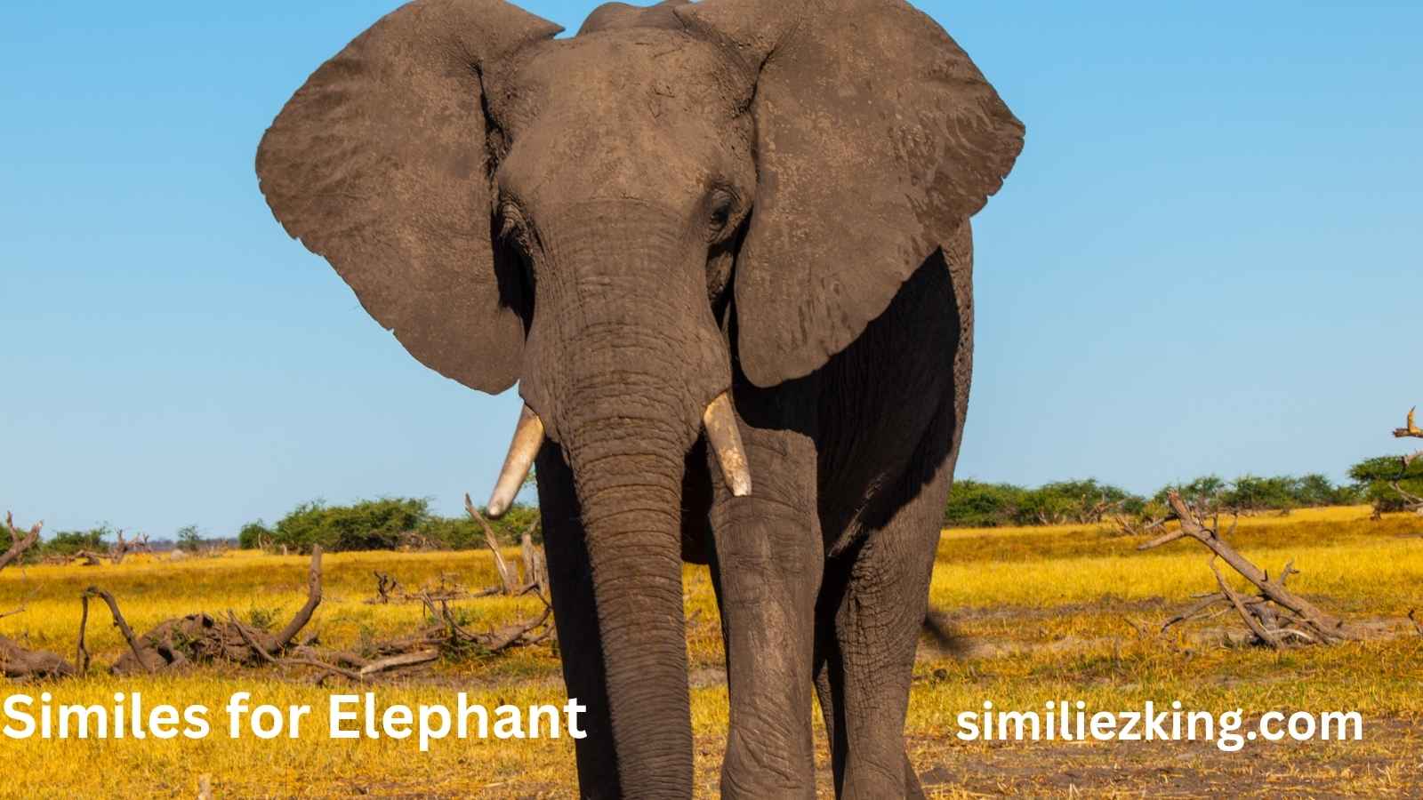 Read more about the article 25+ Similes for Elephant